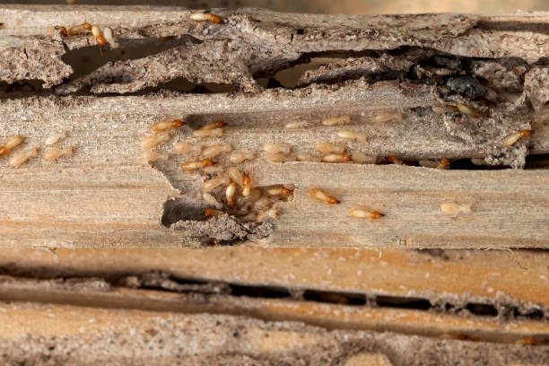 Best Wasp Removal Services  in Lockeford, CA